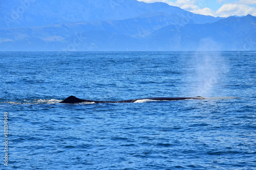 The blow of a sperm whale in the ocean. Whale watching, New Zealand.