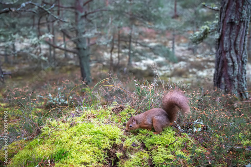 Red Squirrel, Sciurus vulgaris, woodland, forest habitat view with squirrel sitting on moss during winter in Scotland. 