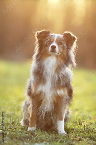 Mini Aussie 