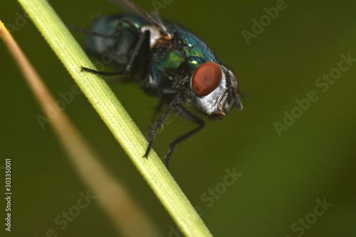 Beautiful fly close-up in the nature. Macro shot © Hypnosis