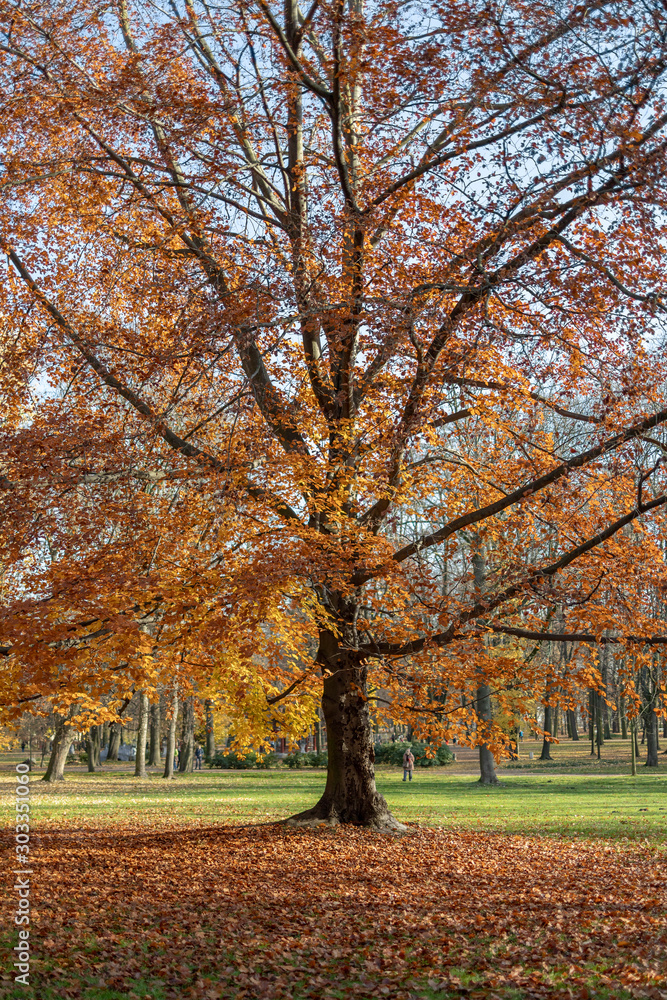 drzewo jesień park opadłe liście