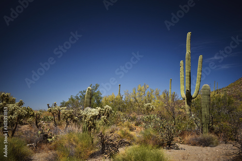 cacti at saguaro national park