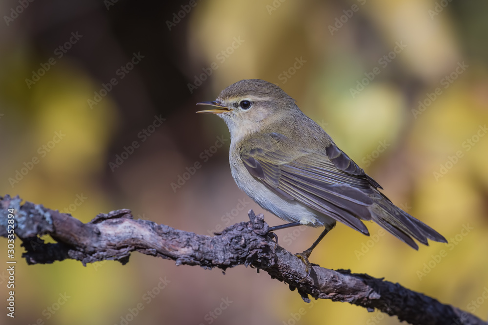 Willow Warbler on branch Willow Warbler on branch
