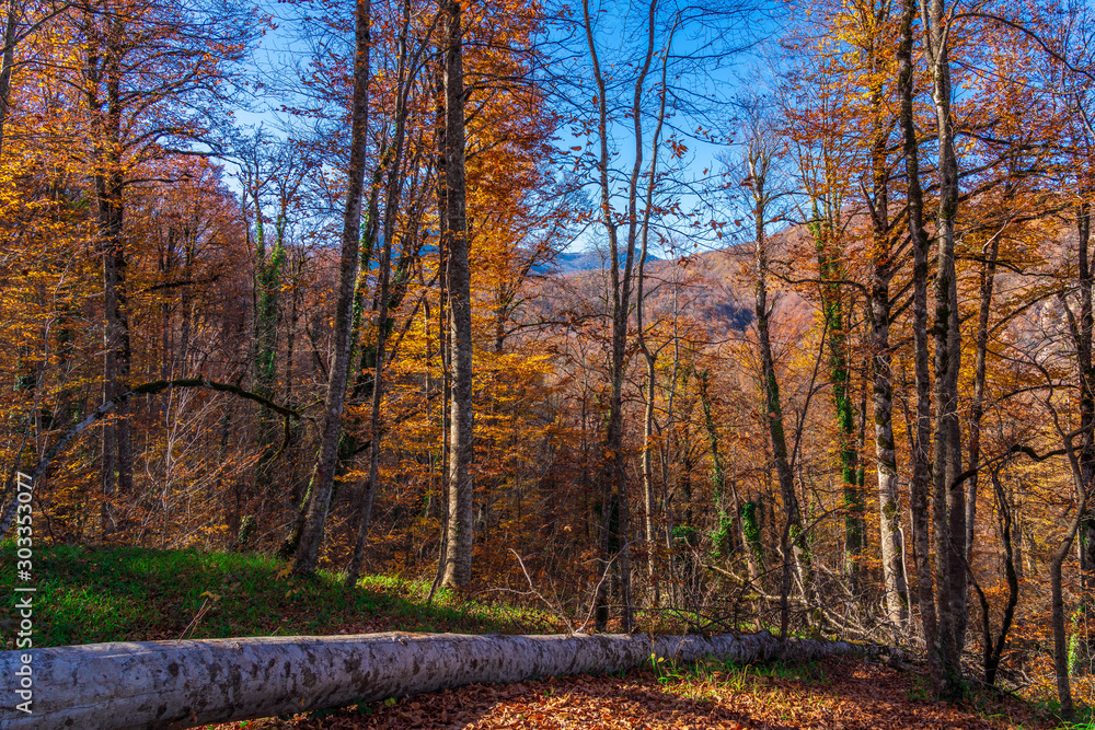 Obraz premium Fallen tree in a colorful autumn forest