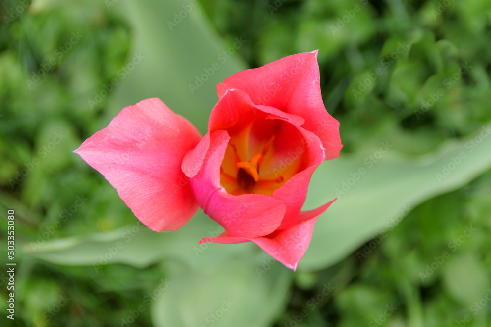 Pink tulip close-up on a green background. Selective focus, blurred background. Design for greeting card, calendar or banner for flower shop.