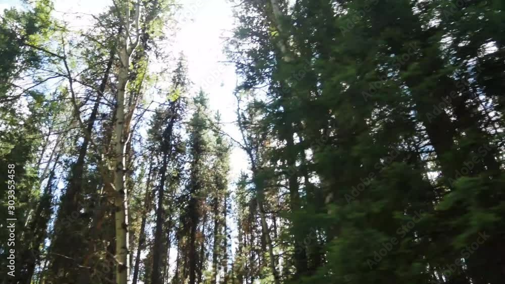 Out of focusing techique-view of the pine tree forest with sun shine shining through the tree's leaves in summer daytime Out of focusing techique-view of the pine tree forest with sun shine shining through the tree's leaves in summer daytime