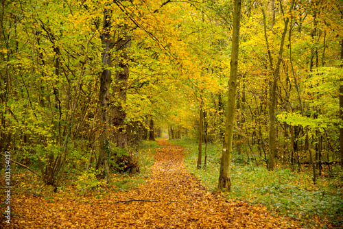 Herbstwald bei Osthouse im Elsass