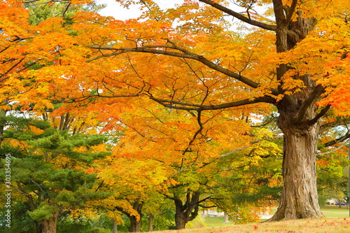 Beautiful Fall Foliage of New England  Worcester  Massachusetts.