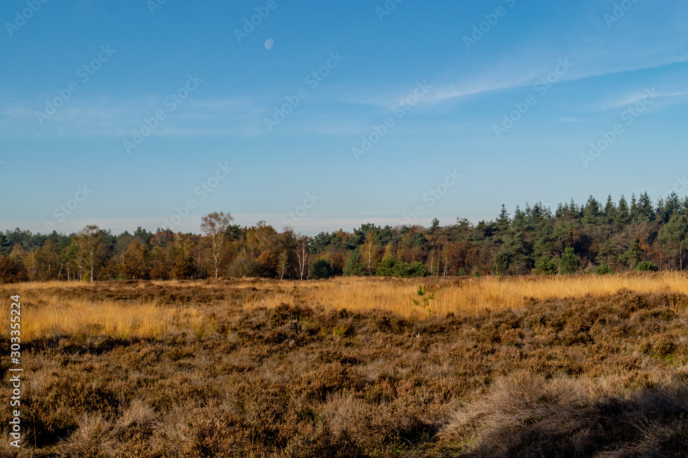 moorland landscape with moon in autumn