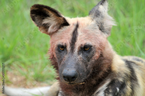Wild dog with bloody face