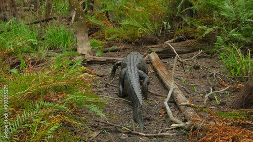 Large Fresh Water Alligator Walking Away In A Florida Slough