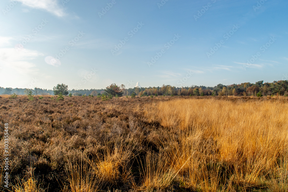 moorland landscape in Rucphen Netherlands in autumn