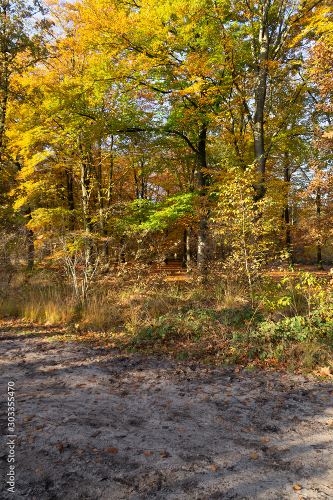 Fototapeta premium autumn in the forest