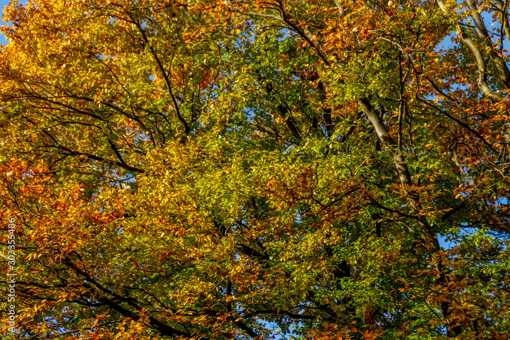 autumn leaves on tree different colours