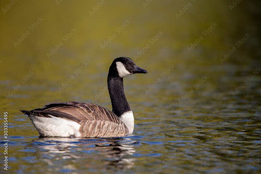 Fototapeta premium Canada goose (Branta canadensis) swimming on a pond in the nature protection area Moenchbruch near Frankfurt, Germany.