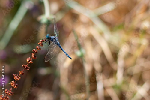Rare blue and black striped dragonfly known as "coenagrion mercuriale" is sitting on brown plant on summertime