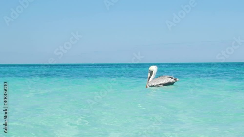 Pelican Bird Floating In Tropical Water In The Caribbean Ocean2