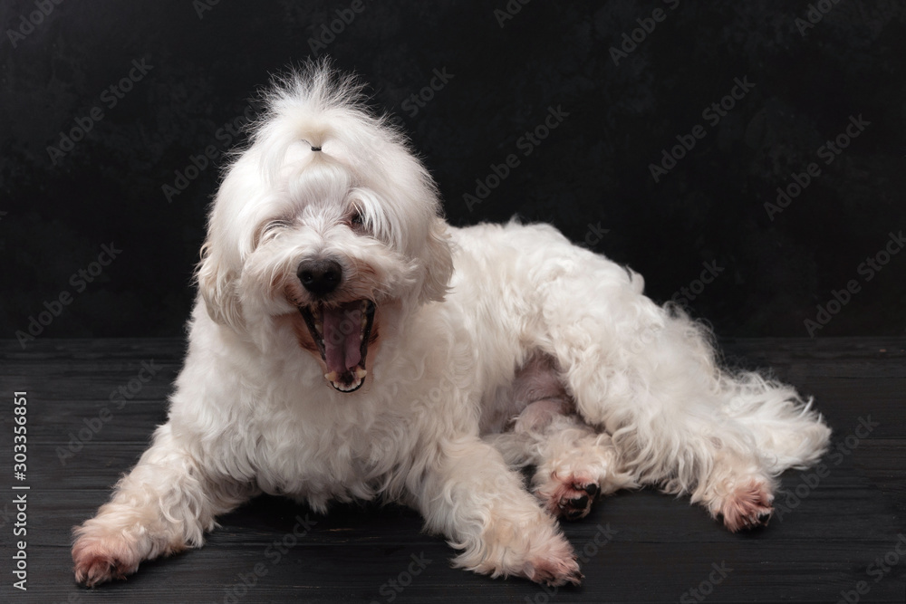 little white fluffy dog ​​yawns on a black background