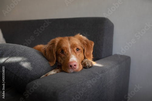 the dog is lying at home on the couch. Nova Scotia Duck Tolling Retriever resting. photo