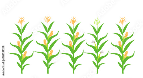 Field with corn. Isolated corn on white background