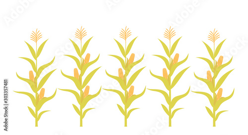 Field with corn. Isolated corn on white background