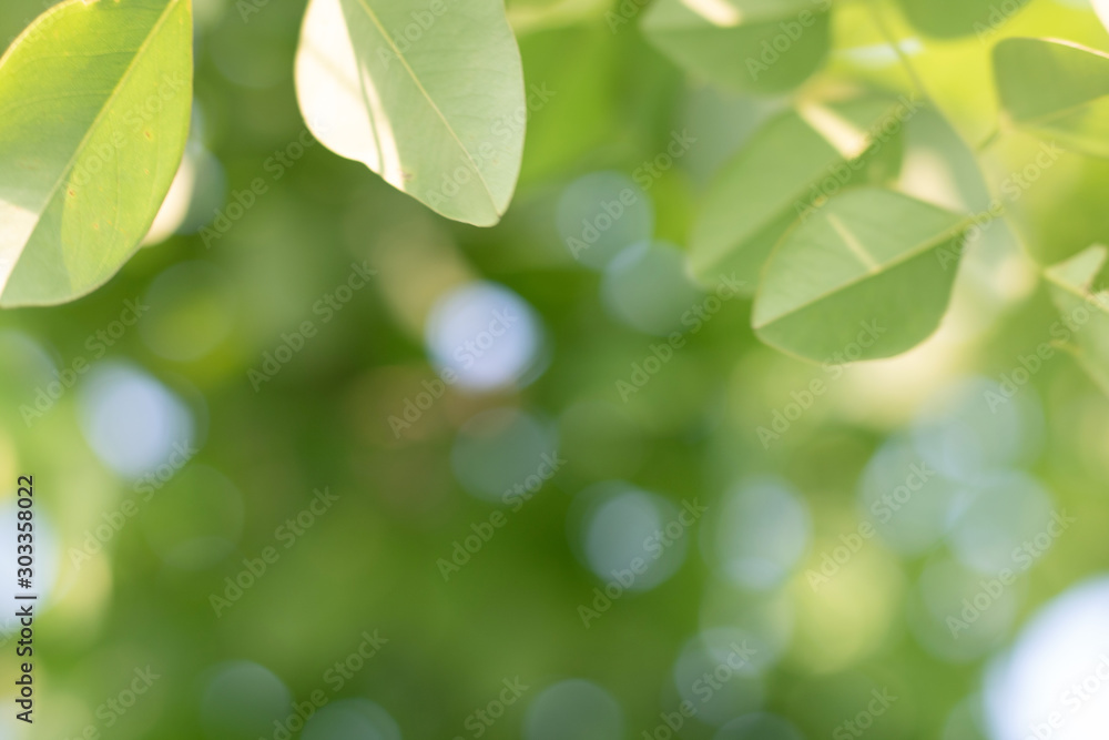 Bokeh of Tree Leaves for nature background and save green concept,soft and blur out of focus, made with gradient and filter colored. Bokeh of Tree Leaves for nature background and save green concept,soft and blur out of focus, made with gradient and filter colored.