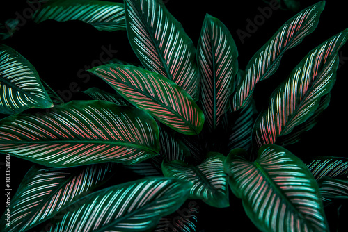 Plakat roślina tropikalny las wzór