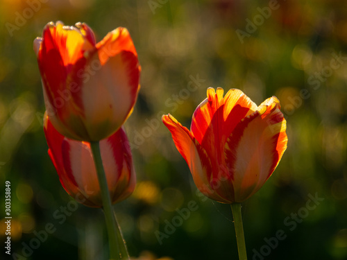 blurry background and gorgeous tulips close-up view