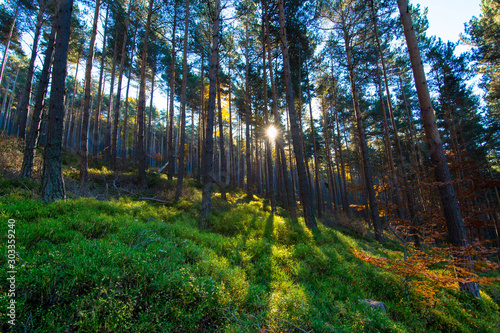 Herbstwald bei der Haut-Koenigsbourg in den Vogesen in Frankreich