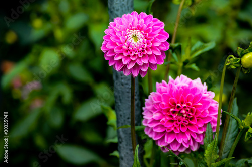 Beautiful and colorful exotic flowers.