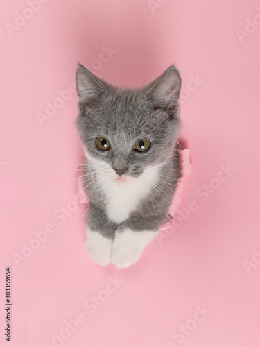 The kitten is looking through torn hole in pink paper. Playful mood kitty. Unusual concept, copy space.