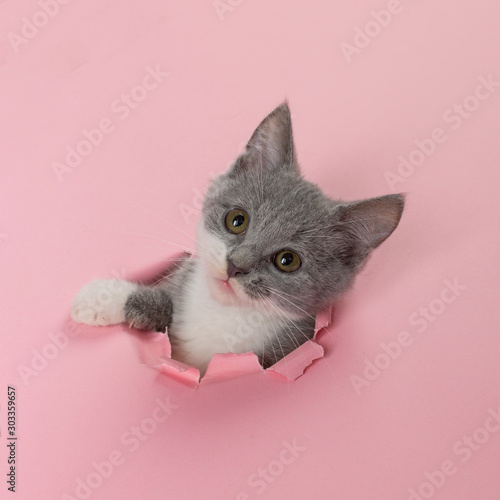 The kitten is looking through torn hole in pink paper. Playful mood kitty. Unusual concept, copy space.