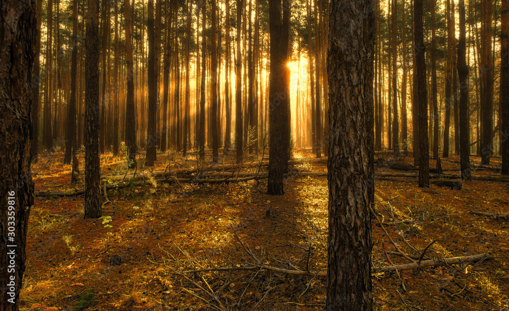 Walk in the woods. Pleasant weather. Sun rays play in the branches of trees. Walk in the woods. Pleasant weather. Sun rays play in the branches of trees.