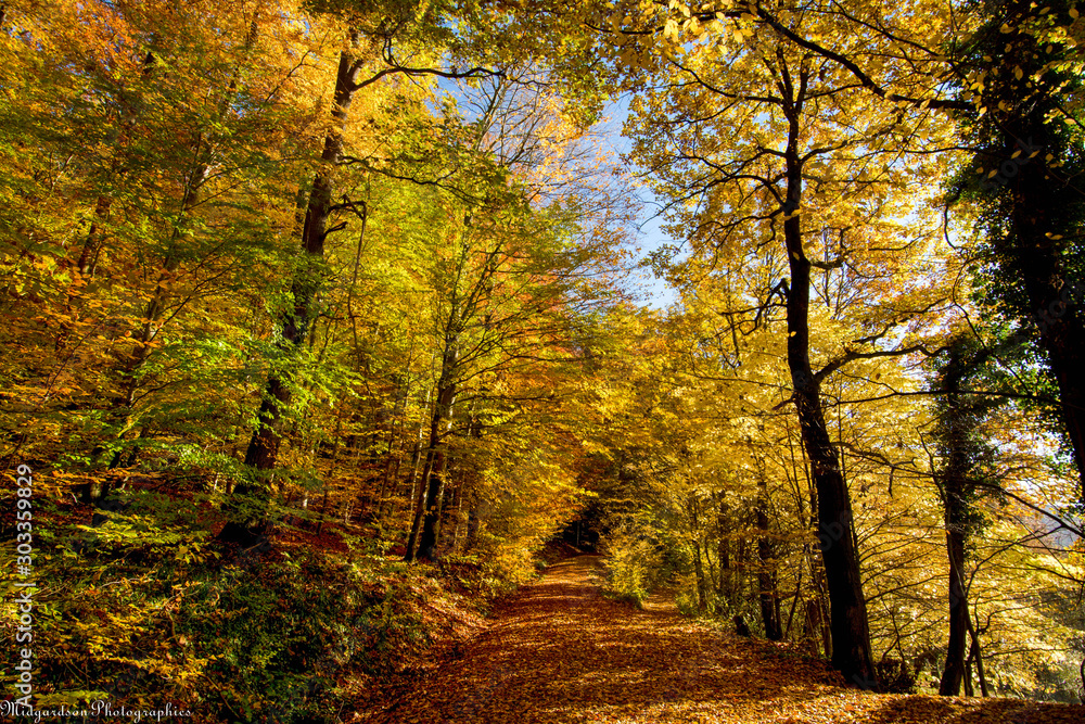 Fototapeta premium Herbstwald bei der Haut-Koenigsbourg in den Vogesen in Frankreich