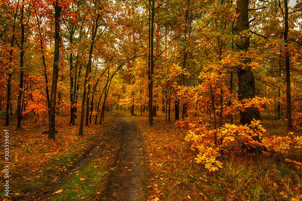 Forest. Walk in nature. Autumn. The leaves begin to fall. Autumn colors. Forest. Walk in nature. Autumn. The leaves begin to fall. Autumn colors.