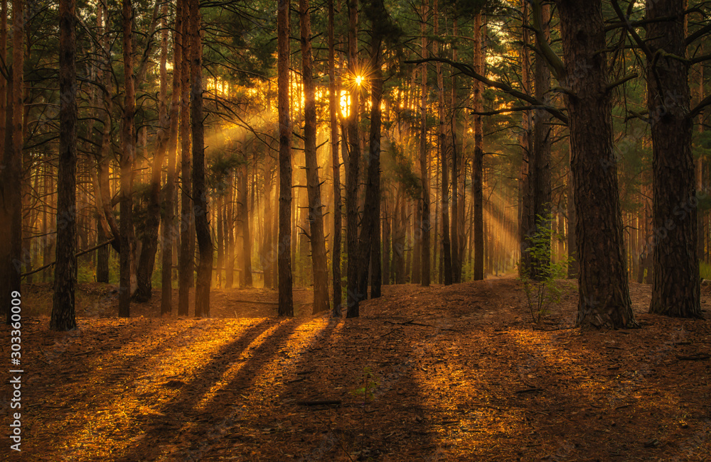 Fototapeta premium Walk in the woods. Pleasant weather. Sun rays play in the branches of trees. 