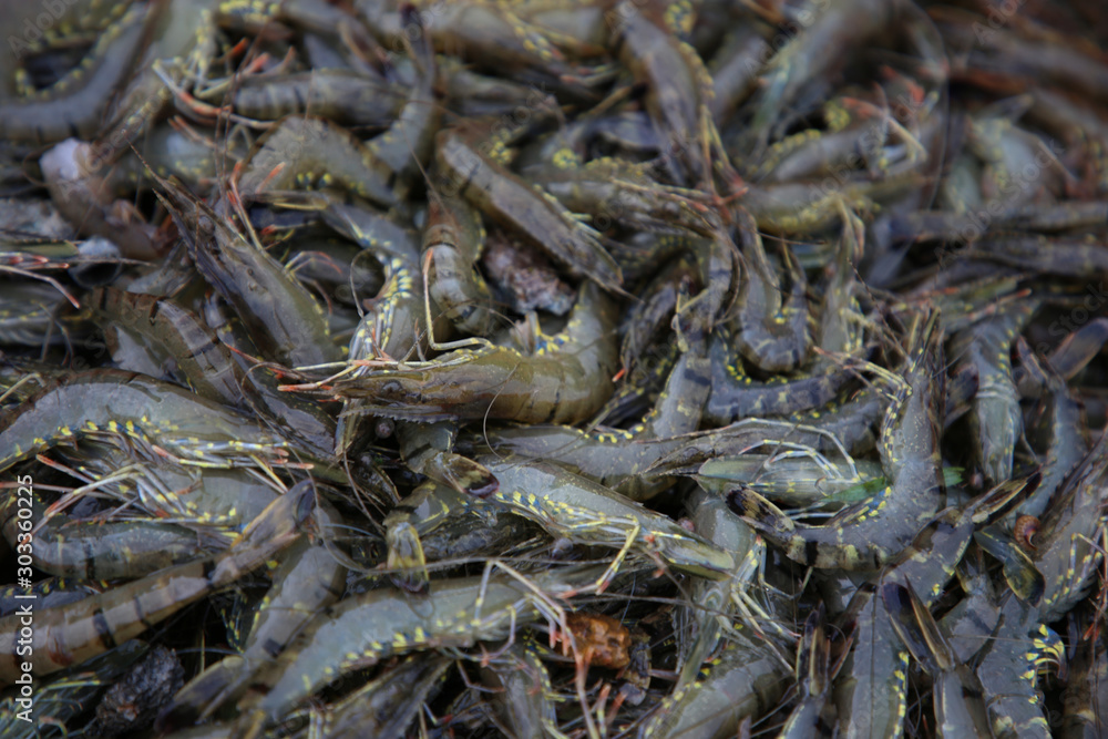 Close up fresh shrimp, animal water economy form top view ready for sale to local market