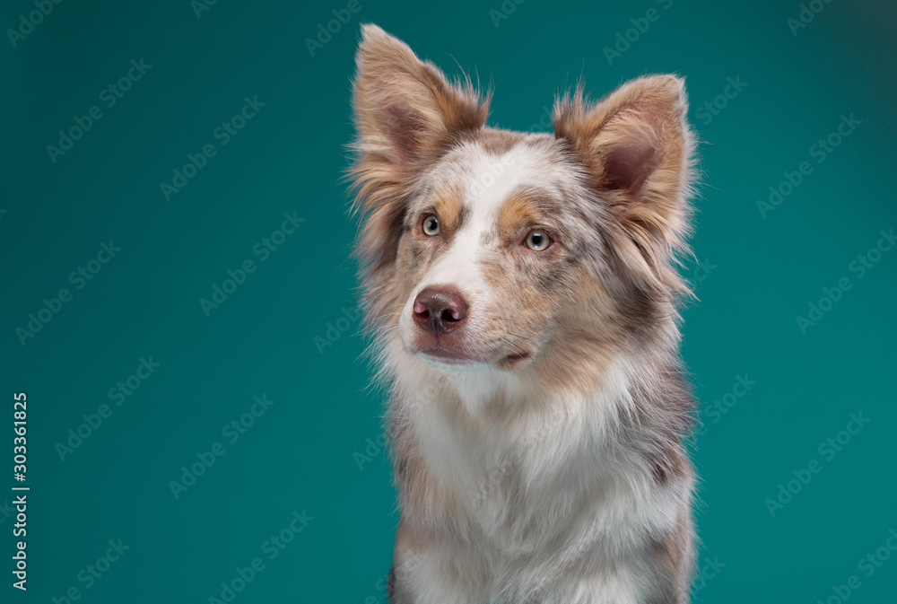 portrait of a dog on a turquoise background in the studio. Marble Border Collie