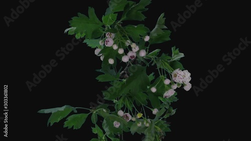 Time-lapse of blooming white Hawthorn (crataegus, thornapple, May-tree, whitethorn or hawberry) branch 2c3 in RGB + ALPHA matte format isolated on black background photo