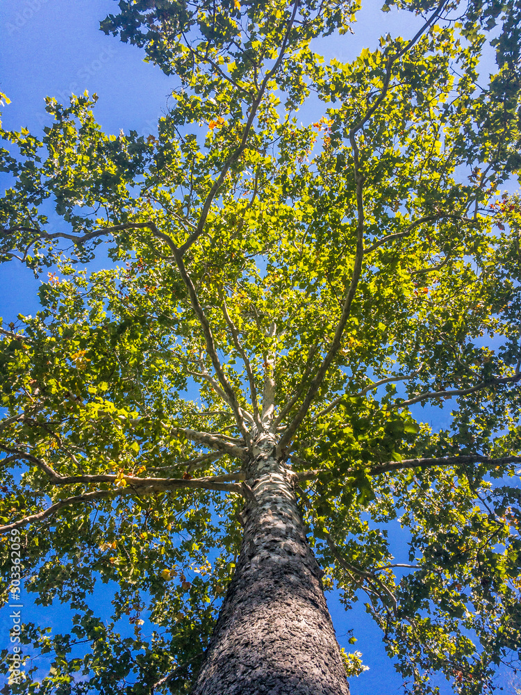 Fototapeta premium Looking up stnaing under the tree