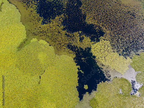 Aerial view of water lilies seen from above. Background of aquatic plants, reflections and plays of light, different shades of green. Untouched nature in Lake Scutari, Skadar National Park Montenegro