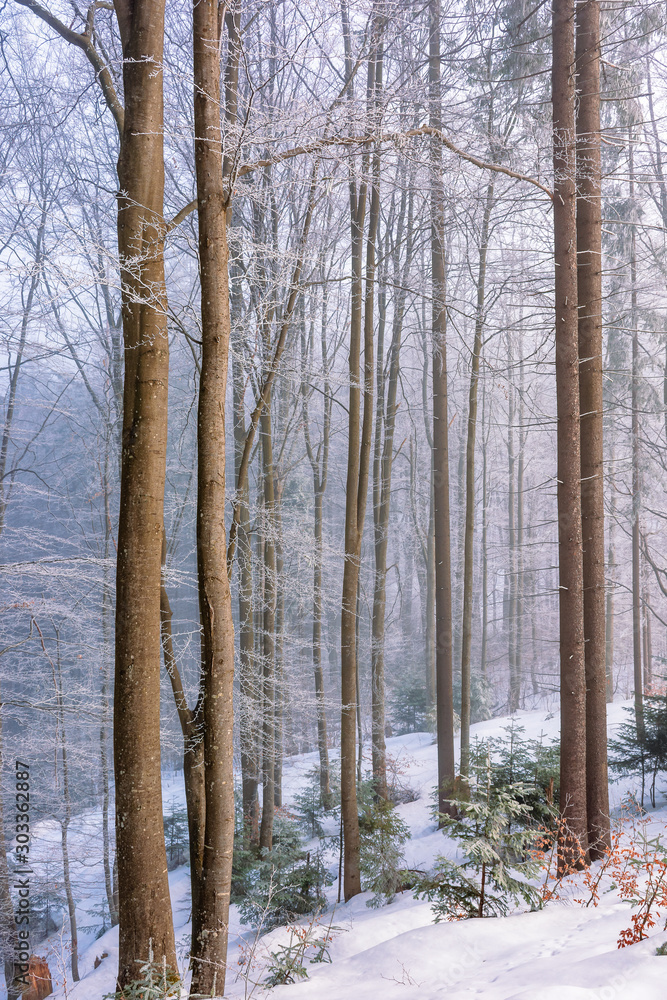 Fototapeta premium magical winter nature scenery in the morning. wonderful hazy weather in the primeval beech forest of carpathians. leafless trees in hoarfrost. sunny and misty weather. enchanted atmosphere