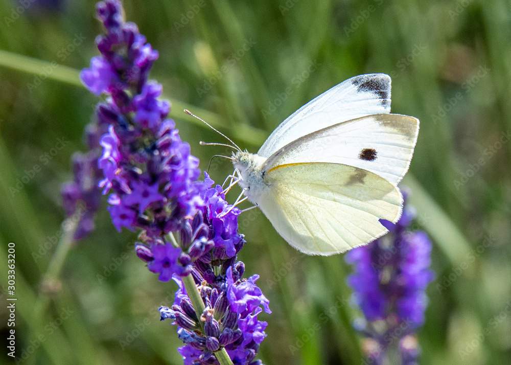 Lavender Fields Macro