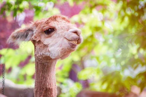 Canvas Print A happy llama is enjoying sunny day