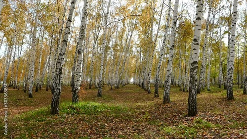 Autumn leaves fall from the trees in the park