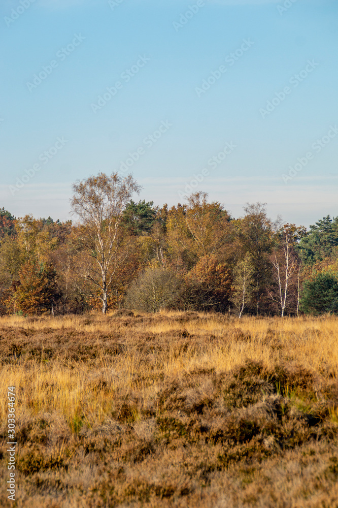 moorland landscape with trees and field moorland landscape with trees and field