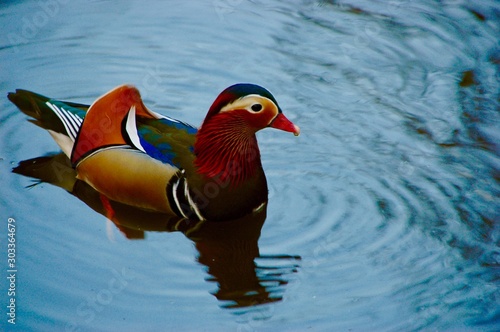 Close up of mandarin duck floating on blue water