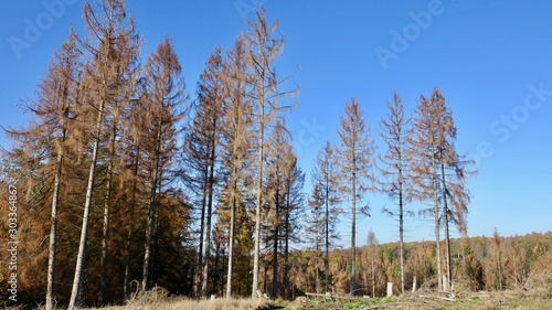 Effekt eines zu heißen Sommers in Deutschland, Waldschaden in Deutschland