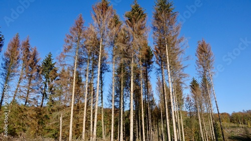 Effekt eines zu heißen Sommers in Deutschland, Waldschaden in Deutschland