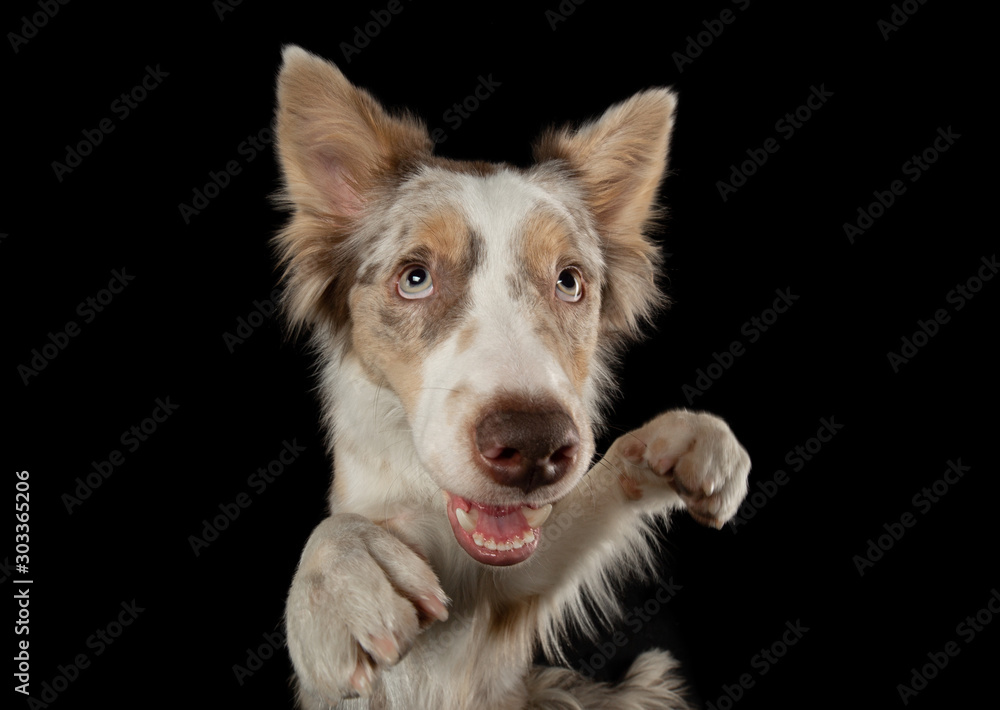funny dog on a black background. smiling pet. wide angle shot Border Collie funny dog on a black background. smiling pet. wide angle shot Border Collie